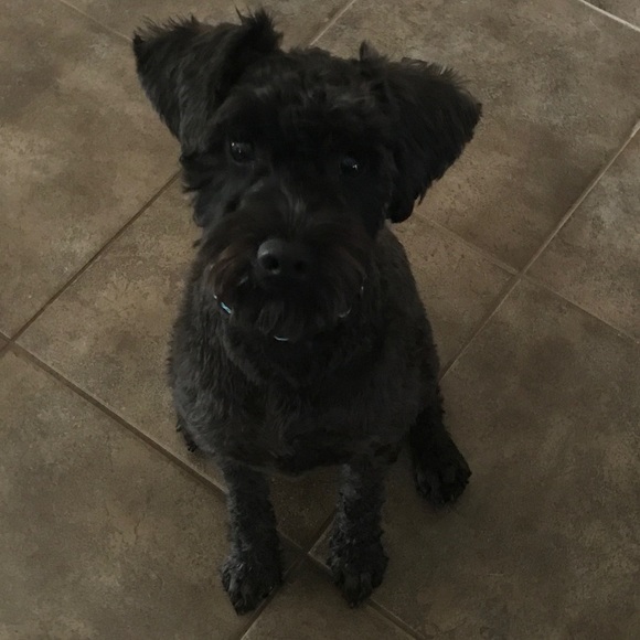 Meet your Posher, Phoebe - Picture 1 of 1